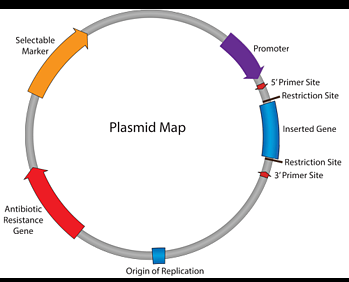 Plasmid map showing selectable marker, antibiotic resistance, and inserted gene