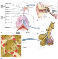 Anatomy of the respiratory system, including upper and lower structures, alveoli, and macrophages