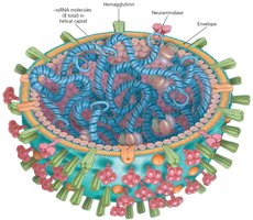 Structure of influenza virus