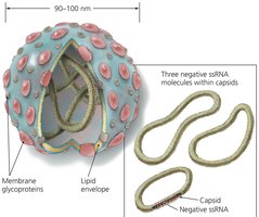 Hantavirus structure