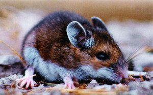 Deer mouse, reservoir for hantavirus