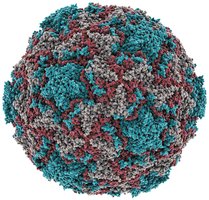 3D structure of a rhinovirus particle