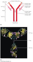 Antibody structure and antigen binding