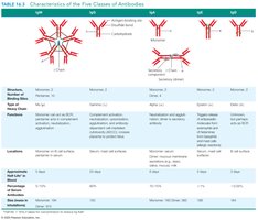 Table of the five classes of antibodies and their characteristics