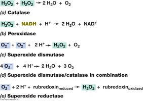Enzymes that destroy toxic oxygen species