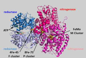 Structure of nitrogenase complex