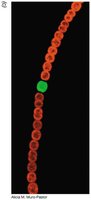 Heterocyst in cyanobacteria