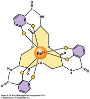 Structure of enterobactin, a siderophore