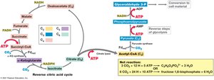 Reverse citric acid cycle
