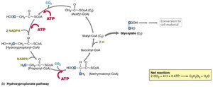 Hydroxypropionate pathway