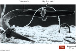 Fungal predation of nematode