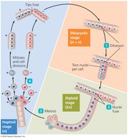 Sexual reproduction in fungi