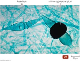 Zygosporangium