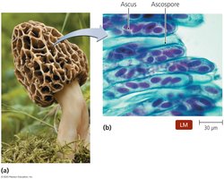 Ascocarps of Morel, Morchella Esculenta