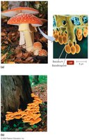 Basidiocarps (fruiting bodies)