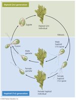 Alternation of generations in algae