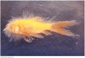 Water molds recycling nutrients in aquatic habitats