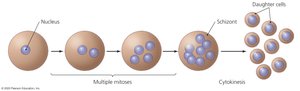Schizogony process diagram