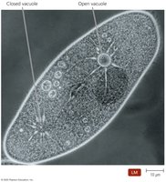 Contractile vacuoles in protozoa
