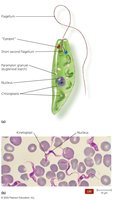 Euglenozoa representatives: Euglenid and Kinetoplastid