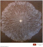 Fungal mycelium