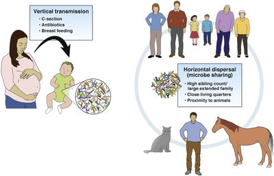 Vertical and horizontal transmission of microbiota