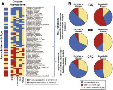 Age-related changes in gut microbiota and disease associations