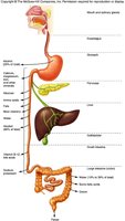 Diagram of the GI tract and accessory organs