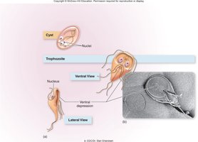 Giardia lamblia cyst and trophozoite forms