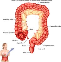 Diagram of the large intestine