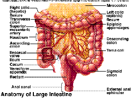 Anatomy of the large intestine with labeled parts