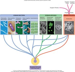 Diagram of domains of life