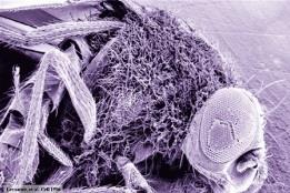 Scanning electron micrograph of a fly