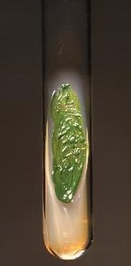 Euglena in test tube