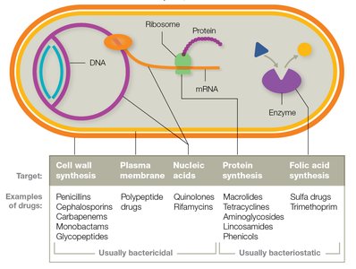 Diagram of antibacterial drug targets in a bacterial cell