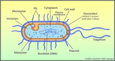 Passive processes of movement across a cytoplasmic membrane