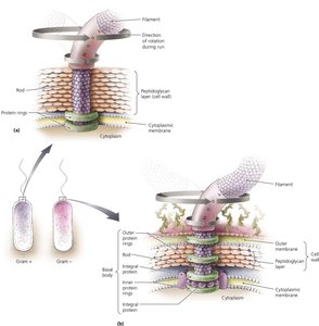 Micrographs of basic arrangements of bacterial flagella