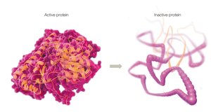 Protein denaturation