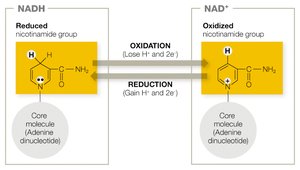 NADH/NAD+ redox reactions
