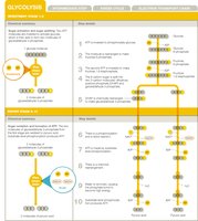 Glycolysis pathway