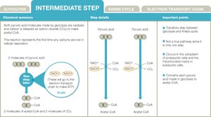 Intermediate step summary