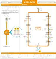 Krebs cycle map