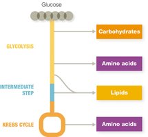 Exoenzyme breakdown of macromolecules
