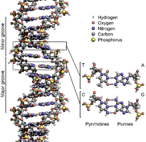 DNA structure
