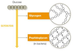 Glycogen and peptidoglycan biosynthesis