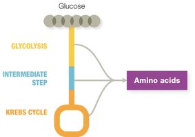 Amino acid biosynthesis