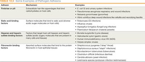 Pathogen adhesins