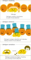 Antigen masking, mimicry, and variation