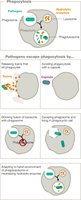Escaping phagocytosis mechanisms