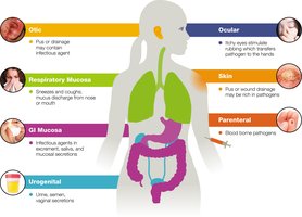 Portals of exit for pathogens